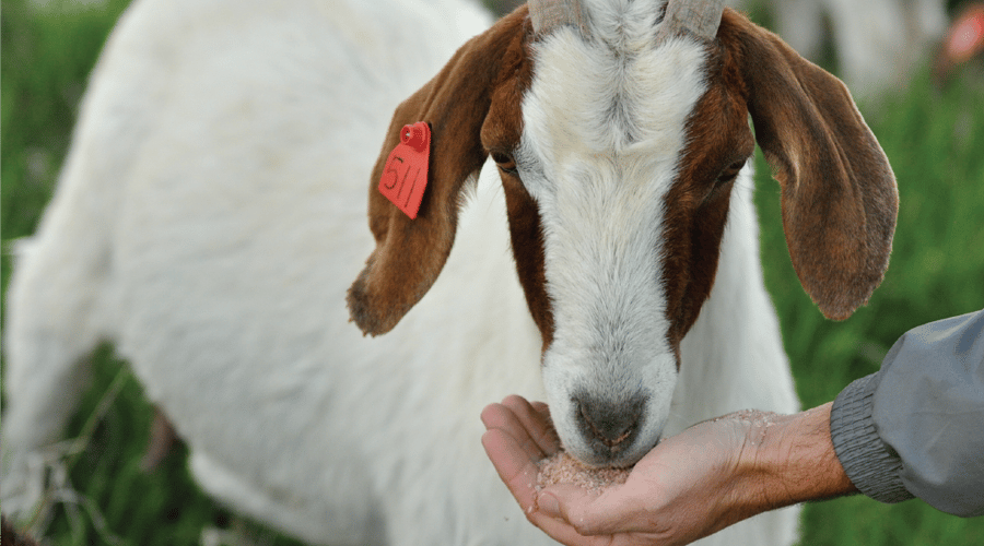 Goat Minerals 7 Essential Trace Minerals